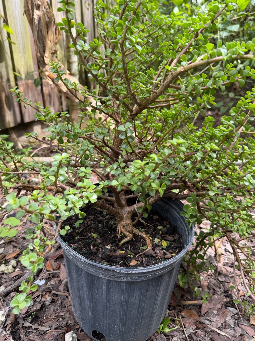 Live Potted Jade-Like Succulent Plant in Green - Unbranded